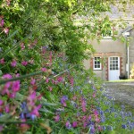 Bluebells & ragged robin