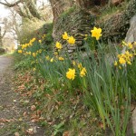 Daffodils at Snail Trail B&B