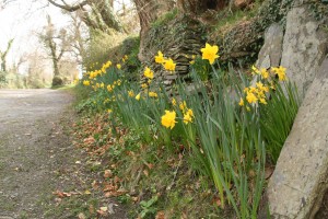 Daffodils at Snail Trail B&B