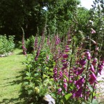 Foxgloves