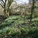 Snowdrops